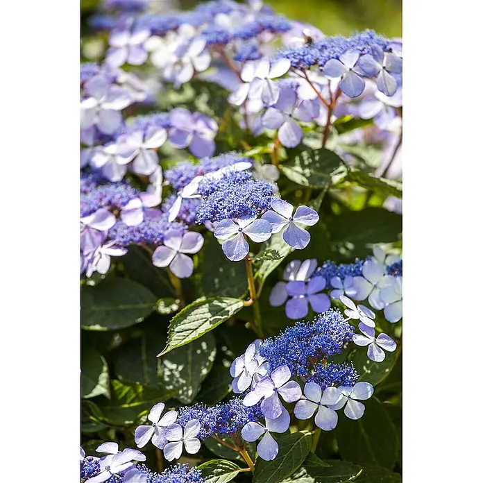 Pflanzen für dich Bauernhortensie 60-80 cm - Hydrangea macrophylla 'Bodensee', Blau - Nahaufnahme leuchtend blauer und lilafarbener Tellerhortensien blühend zwischen grünen Blättern.