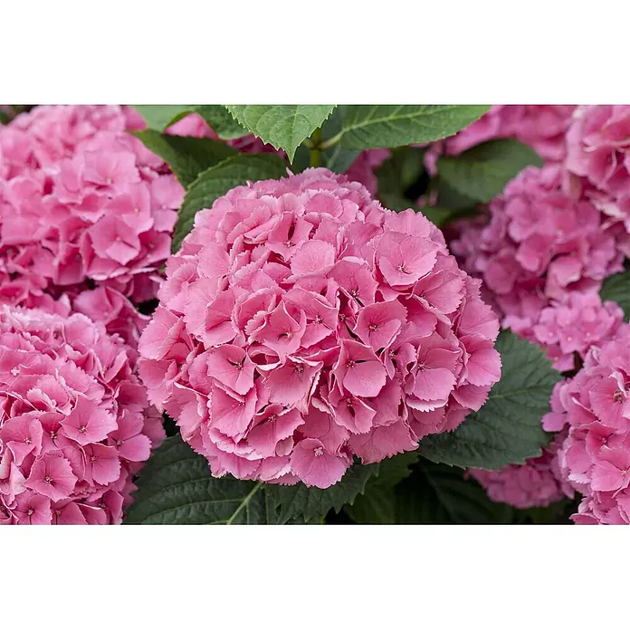 Pflanzen für dich Bauernhortensie 30-40 cm - Hydrangea macrophylla 'Schöne Bautznerin', Blau - Lebhaft pinkfarbene Hortensien mit dichten Blütenständen großer Blüten.