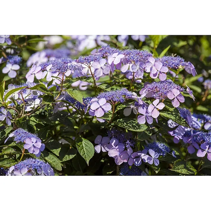 Pflanzen für dich Bauernhortensie 60-80 cm - Hydrangea macrophylla 'Bodensee', Blau - Blühende violette Tellerhortensien mit grünem Laub.