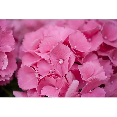 Pflanzen für dich  Bauernhortensie 30-40 cm