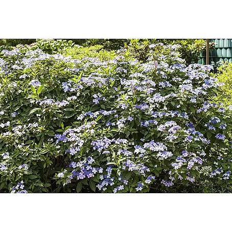 Pflanzen für dich  Bauernhortensie 40-60 cm
