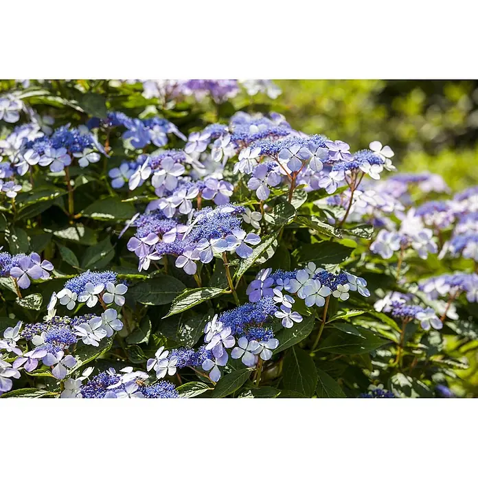 Pflanzen für dich Bauernhortensie 60-80 cm - Hydrangea macrophylla 'Bodensee', Blau - Ein üppiger Busch blauer und lila Tellerhortensien mit zarten Außenblüten und dichten Innenblüten.