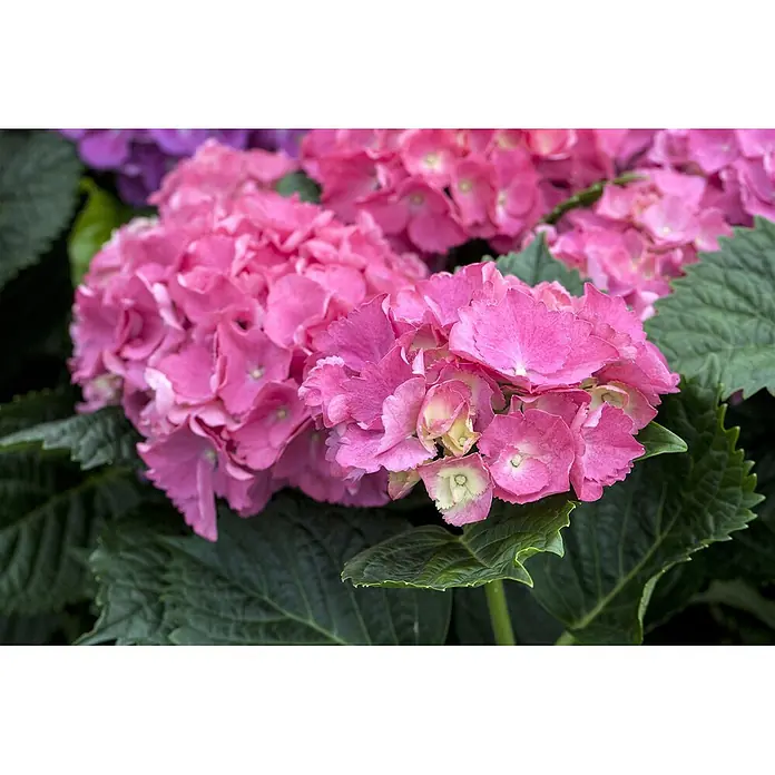 Pflanzen für dich Bauernhortensie 30-40 cm - Hydrangea macrophylla 'Schöne Bautznerin', Blau - Leuchtend rosa Hortensienblüten mit helleren Mitten, umgeben von grünen Blättern.
