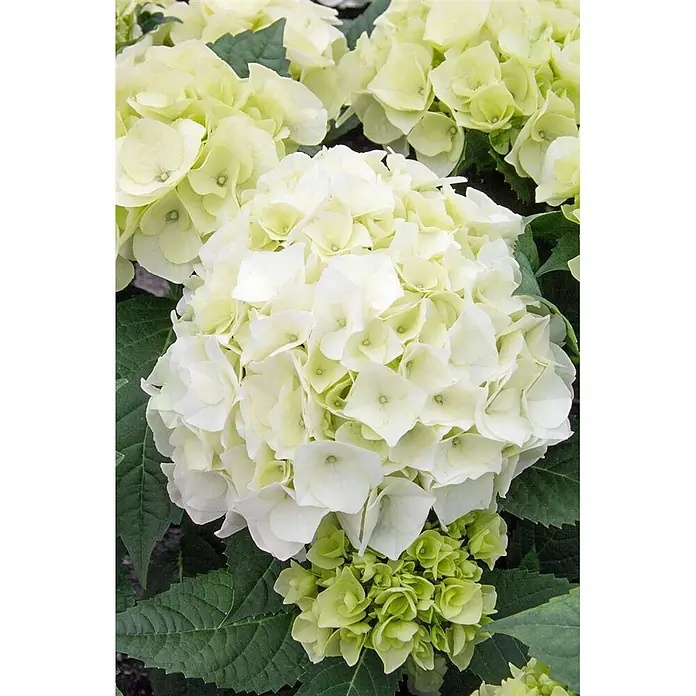 Pflanzen für dich Bauernhortensie 30-40 cm - Hydrangea macrophylla 'Vanilla Sky', Weiß - Große weiße Hortensienblüte mit hellgrünen Blüten und Knospen.