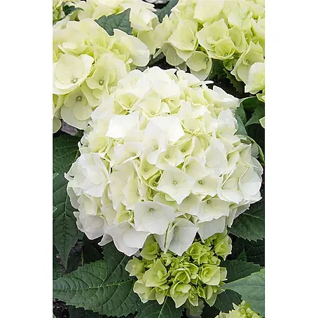 Pflanzen für dich  Bauernhortensie 30-40 cm