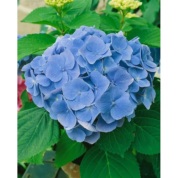 Pflanzen für dich Bauernhortensie 60-80 cm - Hydrangea macrophylla 'Bodensee', Blau - Leuchtend blaue Hortensienblüte mit grünem Laub.