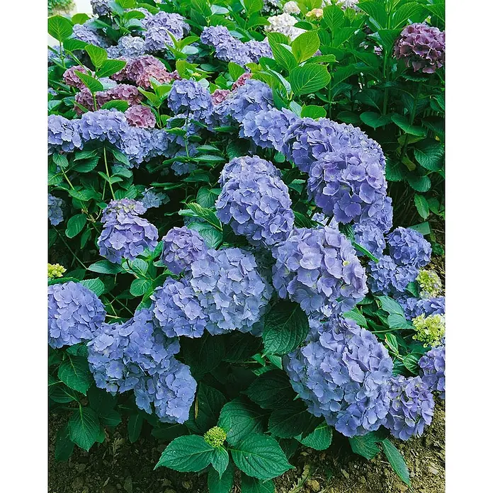 Pflanzen für dich Bauernhortensie 60-80 cm - Hydrangea macrophylla 'Bodensee', Blau - Üppiger Busch mit blauen und violetten Hortensienblüten und leuchtend grünen Blättern im Garten.