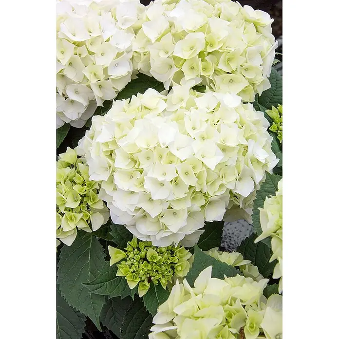 Pflanzen für dich Bauernhortensie 30-40 cm - Hydrangea macrophylla 'Vanilla Sky', Weiß - Üppige weiße und hellgrüne Hortensienblüten mit dunkelgrünen Blättern.