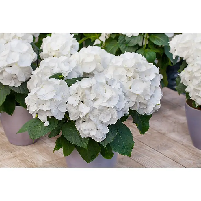 Pflanzen für dich Bauernhortensie 30-40 cm - Hydrangea macrophylla 'Schneeball', Weiß - Weiße Hortensien in grauen Töpfen mit grünen Blättern.