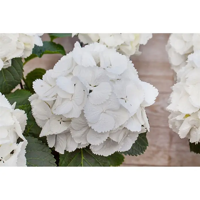Pflanzen für dich Bauernhortensie 30-40 cm - Hydrangea macrophylla 'Schneeball', Weiß - Nahaufnahme einer prächtigen Ansammlung weißer Hortensien mit grünen Blättern.
