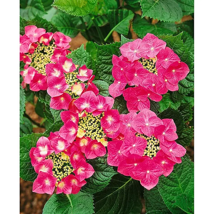 Pflanzen für dich Bauernhortensie 30-40 cm - Hydrangea macrophylla 'Dark Angel', Rosa - Tellerhortensien mit leuchtend pinken Blüten, gelb-grüner Mitte und dunkelgrünen Blättern.