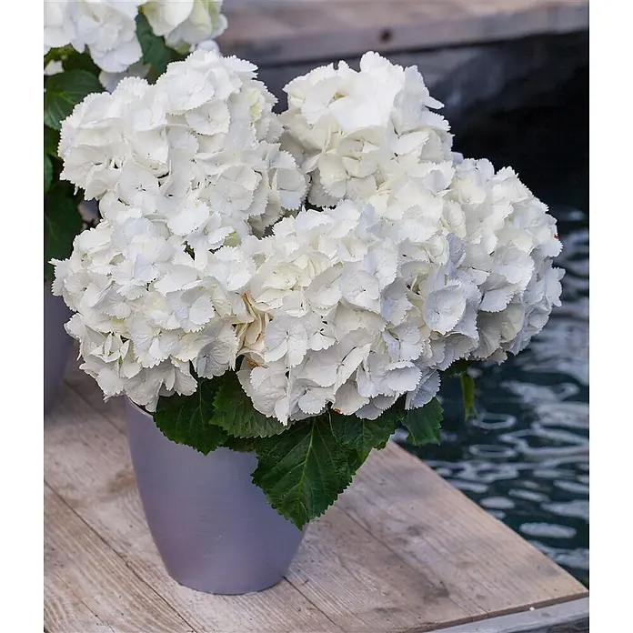 Pflanzen für dich Bauernhortensie 30-40 cm - Hydrangea macrophylla 'Schneeball', Weiß - Weiße Hortensien mit grünen Blättern in einem hellgrauen Topf, auf einem Holzbrett am Wasser stehend.