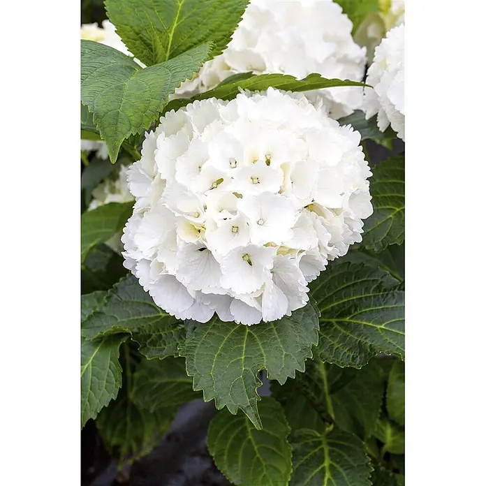 Pflanzen für dich Bauernhortensie 30-40 cm - Hydrangea macrophylla 'Schneeball', Weiß - Üppige weiße Hortensienblüte mit grünem Laub.