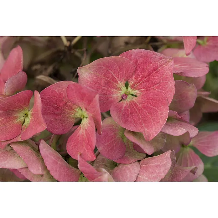 Pflanzen für dich Bauernhortensie 30-40 cm - Hydrangea macrophylla 'Dark Angel', Rosa - Nahaufnahme von rosa und grünen Hortensienblüten mit feinen Blattadern.