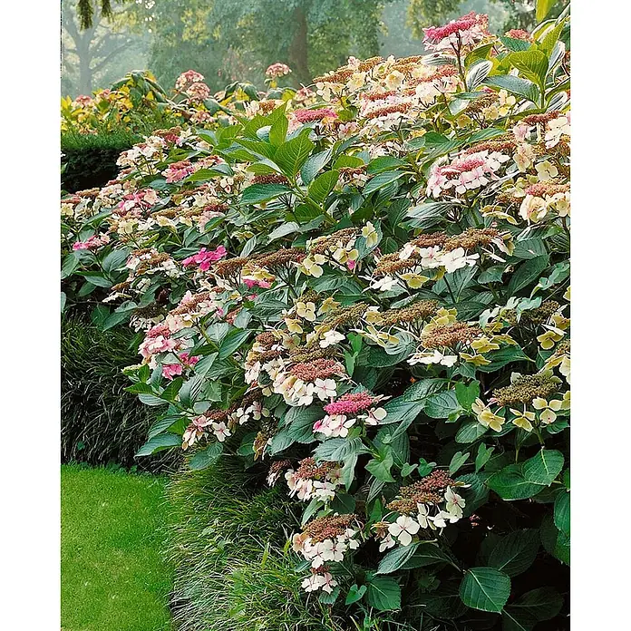 Pflanzen für dich Bauernhortensie 30-40 cm - Hydrangea macrophylla 'Dark Angel', Rosa - Üppiger Strauch mit vielen rosa, weißen und grünen Tellerblüten und dunkelgrünem Laub im Garten.