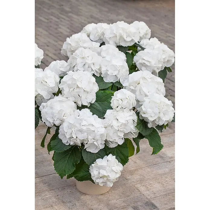 Pflanzen für dich Bauernhortensie 30-40 cm - Hydrangea macrophylla 'Schneeball', Weiß - Üppige weiße Hortensienpflanze in einem hellen Topf auf einem Holzfußboden.