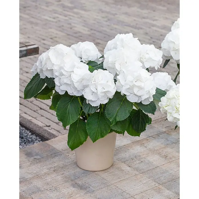 Pflanzen für dich Bauernhortensie 30-40 cm - Hydrangea macrophylla 'Schneeball', Weiß - Weiße Hortensien mit grünen Blättern in einem hellbeigen Topf auf einem Holzboden.