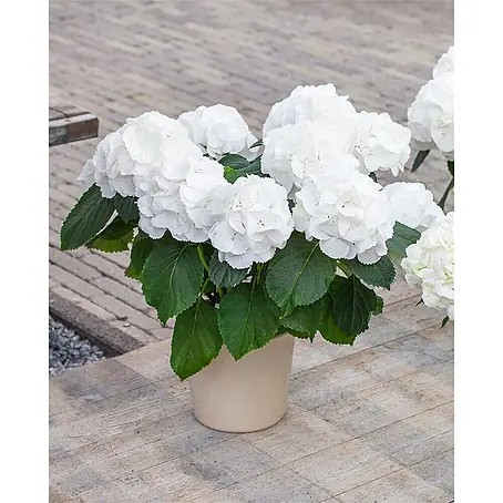 Pflanzen für dich  Bauernhortensie 30-40 cm