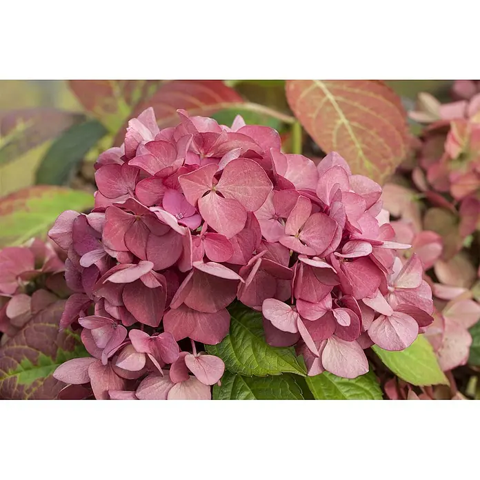 Pflanzen für dich Bauernhortensie 30-40 cm - Hydrangea macrophylla 'Dark Angel', Rosa - Üppige Dolden rosafarbener Hortensienblüten mit umgebendem grünem und rötlichem Laub.