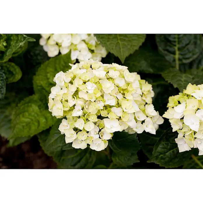 Pflanzen für dich Bauernhortensie 30-40 cm - Hydrangea macrophylla 'Endless Summer', Weiß - Eine Ansammlung hellgrüner und gelblich-weißer Hortensienblüten, umgeben von dunkelgrünen Blättern.