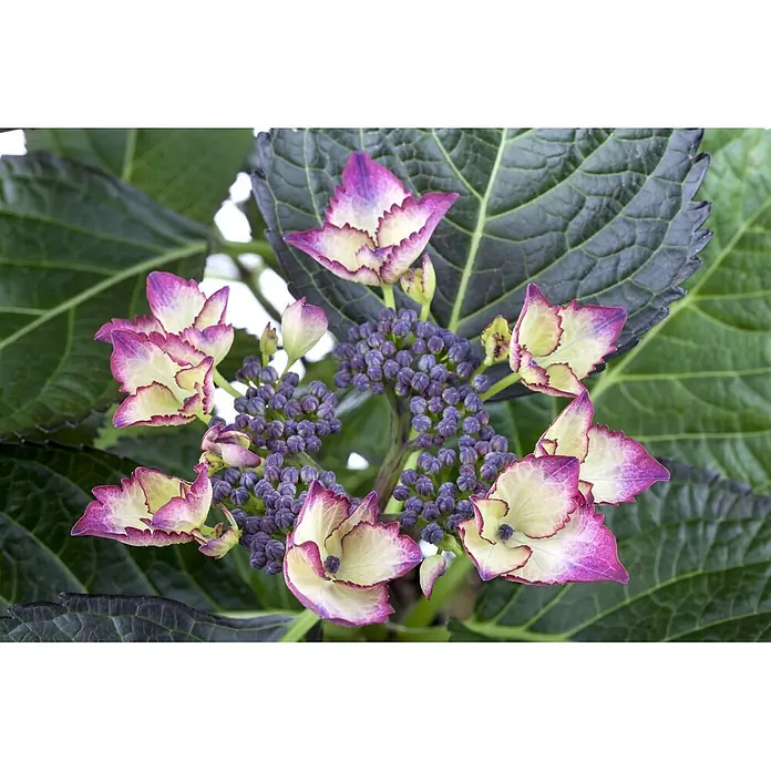 Pflanzen für dich Bauernhortensie 30-40 cm - Hydrangea macrophylla 'Dark Angel', Rosa - Leuchtende zweifarbige Hortensienblüten mit creme- und violettfarbenen Blütenblättern, umgeben von grünen Blättern und lila Knospen.