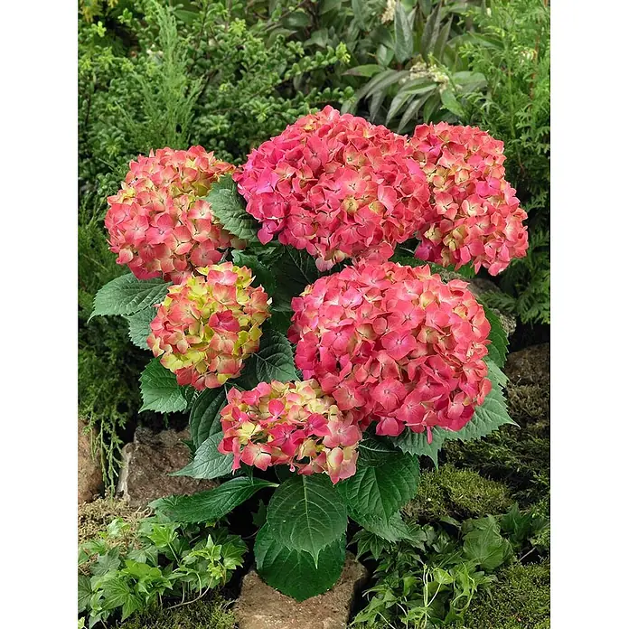 Pflanzen für dich Bauernhortensie 30-40 cm - Hydrangea macrophylla 'Leuchtfeuer', Rot - Leuchtend pink-gelb-grüne Hortensien mit großen, runden Blütenköpfen in einem üppigen Garten.