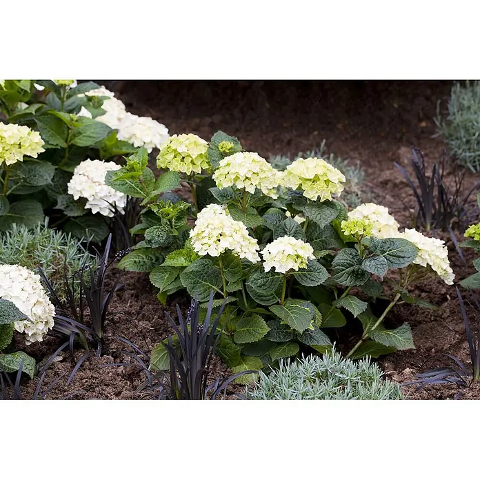 Pflanzen für dich Bauernhortensie 30-40 cm - Hydrangea macrophylla 'Endless Summer', Weiß - Weiße und lindgrüne Hortensien in einem Gartenbeet mit dunkelblättrigen und graugrünen Pflanzen.
