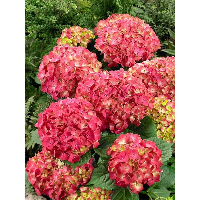 Pflanzen für dich Bauernhortensie 30-40 cm - Hydrangea macrophylla 'Leuchtfeuer', Rot - Lebhafte pinkfarbene Hortensienblüten mit subtilen Grün- und Gelbtönen auf ihren vollen, runden Blütenständen.