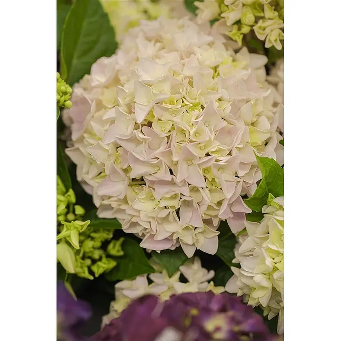 Pflanzen für dich Bauernhortensie 60-80 cm - Hydrangea macrophylla 'Music-Collection', Rosa - Große weiß-rosa Hortensienblüte, umgeben von grünen Blättern und weiteren hellen Blüten.