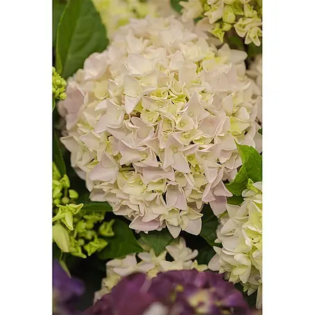 Pflanzen für dich  Bauernhortensie 60-80 cm