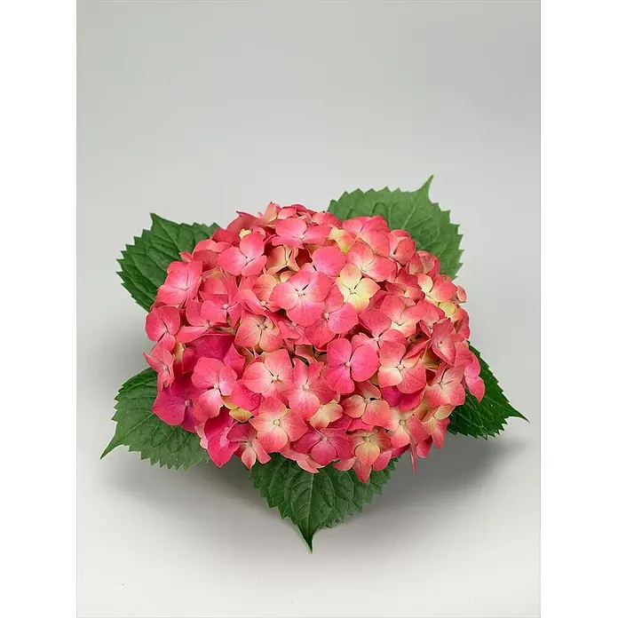 Pflanzen für dich Bauernhortensie 30-40 cm - Hydrangea macrophylla 'Leuchtfeuer', Rot - Ein Blütenstand rosafarbener und cremefarbener Hortensien mit dunkelgrünen Blättern.