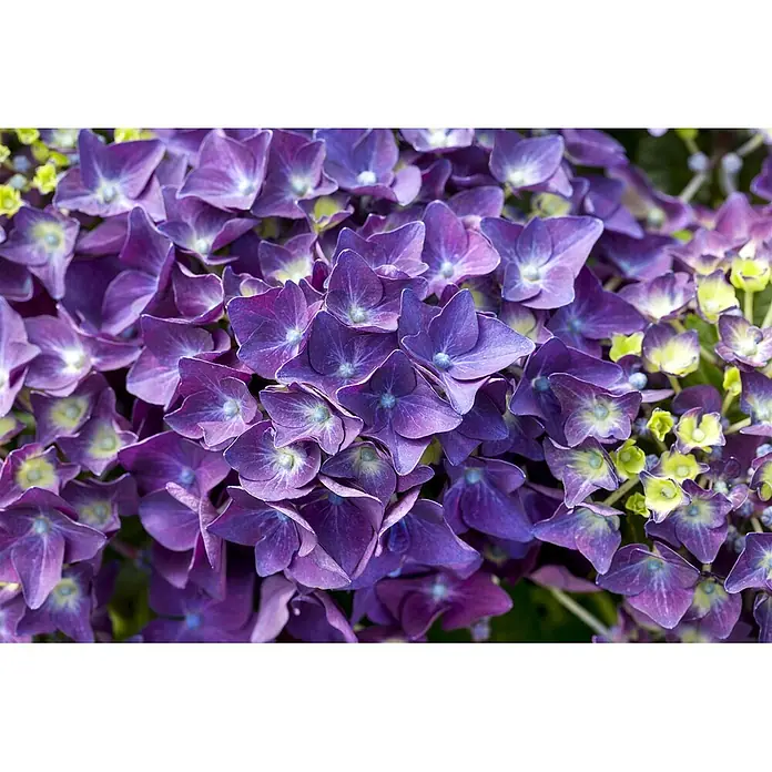 Pflanzen für dich Bauernhortensie 60-80 cm - Hydrangea macrophylla 'Music-Collection', Rosa - Lebendige lila Hortensienblüten in voller Blüte mit grünen Knospen.