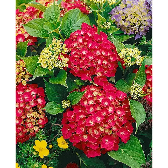 Pflanzen für dich Bauernhortensie 30-40 cm - Hydrangea macrophylla 'Leuchtfeuer', Rot - Eine lebendige Darstellung roter, gelber und violetter Hortensien mit weiteren bunten Blüten in einem Garten.