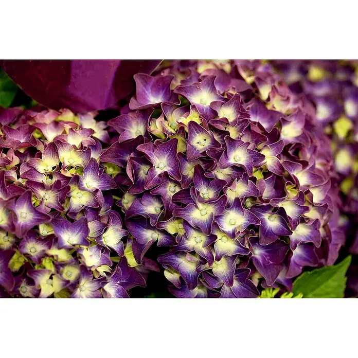 Pflanzen für dich Bauernhortensie 60-80 cm - Hydrangea macrophylla 'Music-Collection', Rosa - Nahaufnahme von leuchtenden lila und gelb-grünen Hortensienblüten mit sternförmigen Blütenblättern.