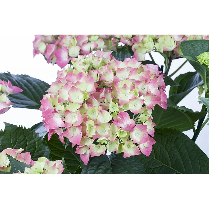 Pflanzen für dich Bauernhortensie 30-40 cm - Hydrangea macrophylla 'Leuchtfeuer', Rot - Große Blütendolde von Hortensien mit rosafarbenen Rändern und lindgrünen Blütenmitten.