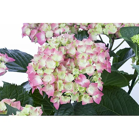 Pflanzen für dich  Bauernhortensie 30-40 cm