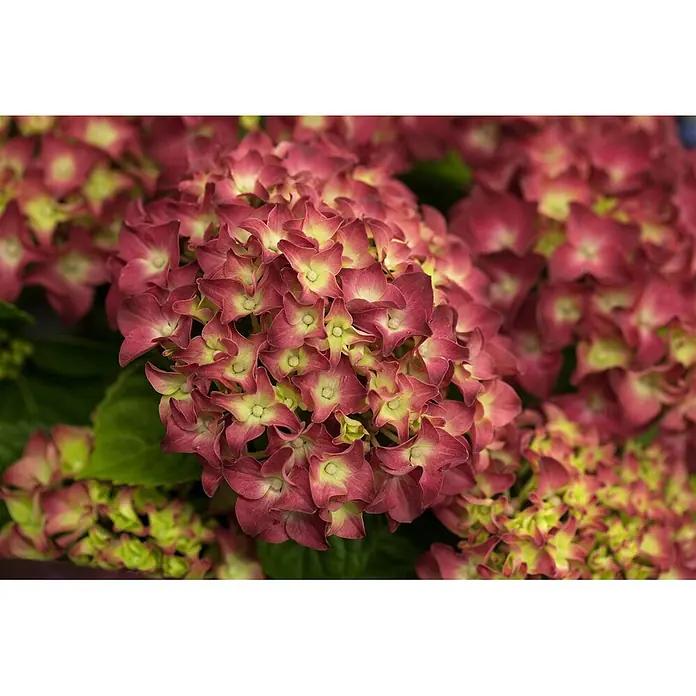 Pflanzen für dich Bauernhortensie 60-80 cm - Hydrangea macrophylla 'Music-Collection', Rosa - Nahaufnahme von Hortensienblüten, tiefrosa mit lindgrüner Mitte, lebhaft blühend.