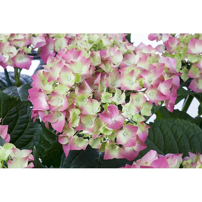 Pflanzen für dich Bauernhortensie 30-40 cm - Hydrangea macrophylla 'Leuchtfeuer', Rot - Eine Blüte von Hortensien mit pinken und hellgrünen Blütenblättern und dunkelgrünen Blättern.