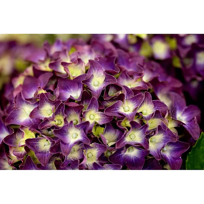 Pflanzen für dich Bauernhortensie 60-80 cm - Hydrangea macrophylla 'Music-Collection', Rosa - Nahaufnahme leuchtend violetter und limettengrüner Hortensienblüten mit filigranen Blütenblättern.