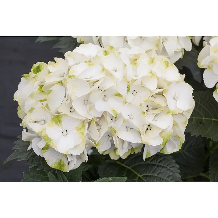 Pflanzen für dich Bauernhortensie 30-40 cm - Hydrangea macrophylla 'Caipirinha', Grün - Eine große, runde, weiße Hortensienblüte mit grün getönten Blütenblättern, eingebettet in dunkelgrünes Laub.