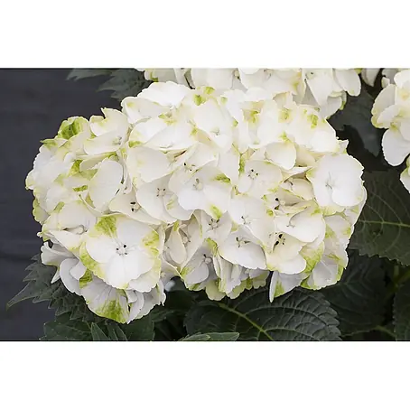 Pflanzen für dich  Bauernhortensie 30-40 cm