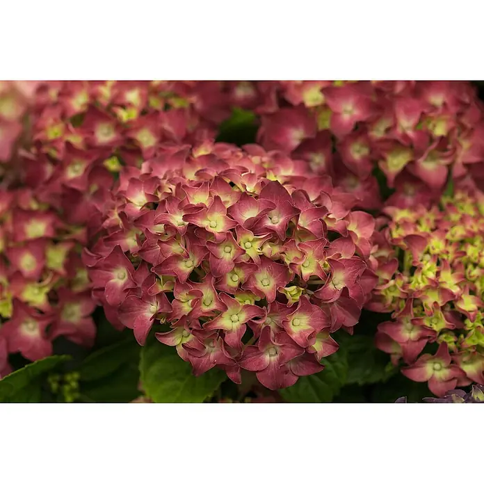 Pflanzen für dich Bauernhortensie 60-80 cm - Hydrangea macrophylla 'Music-Collection', Rosa - Eine Ansammlung roter und grüner Hortensienblüten mit grünen Mitten.