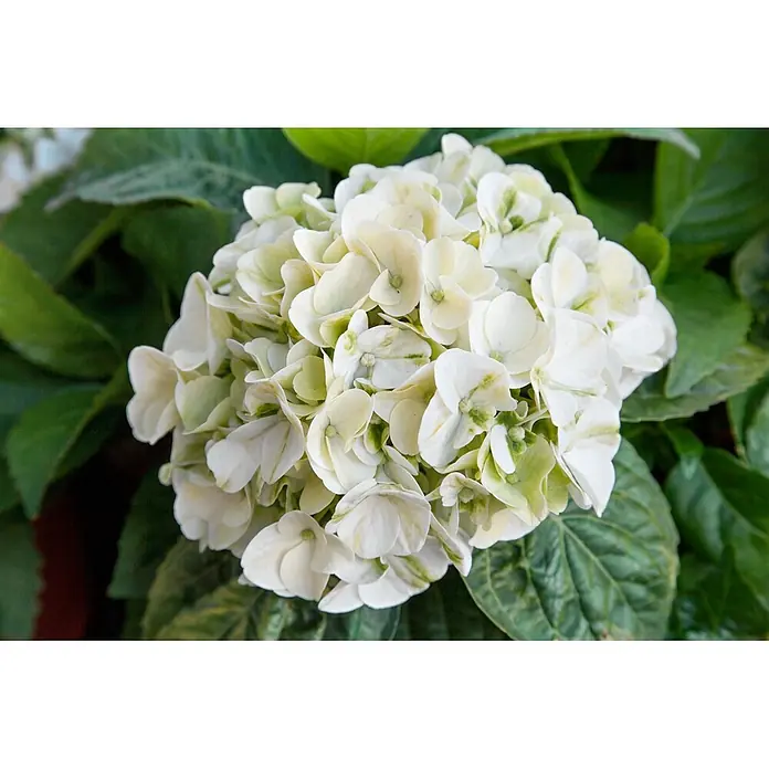 Pflanzen für dich Bauernhortensie 30-40 cm - Hydrangea macrophylla 'Caipirinha', Grün - Große weiße Hortensienblüte mit grünen Akzenten.