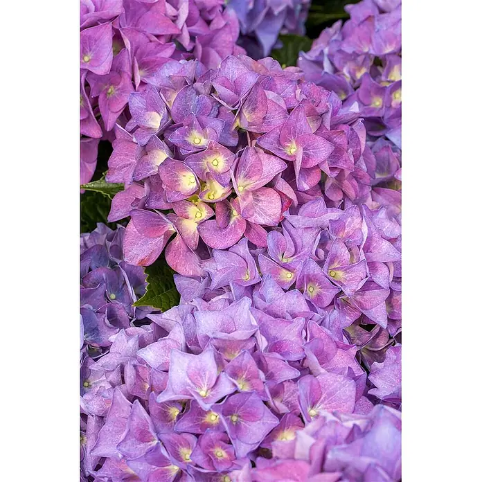 Pflanzen für dich Bauernhortensie 30-40 cm - Hydrangea macrophylla 'Hobergine', Violett - Nahaufnahme von leuchtend lila Hortensienblüten mit zarten, sternförmigen Blütenblättern und gelben Zentren.