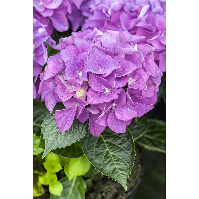 Pflanzen für dich Bauernhortensie 30-40 cm - Hydrangea macrophylla 'Hobergine', Violett - Leuchtend violette Hortensienblüten mit dunkelgrünen Blättern.