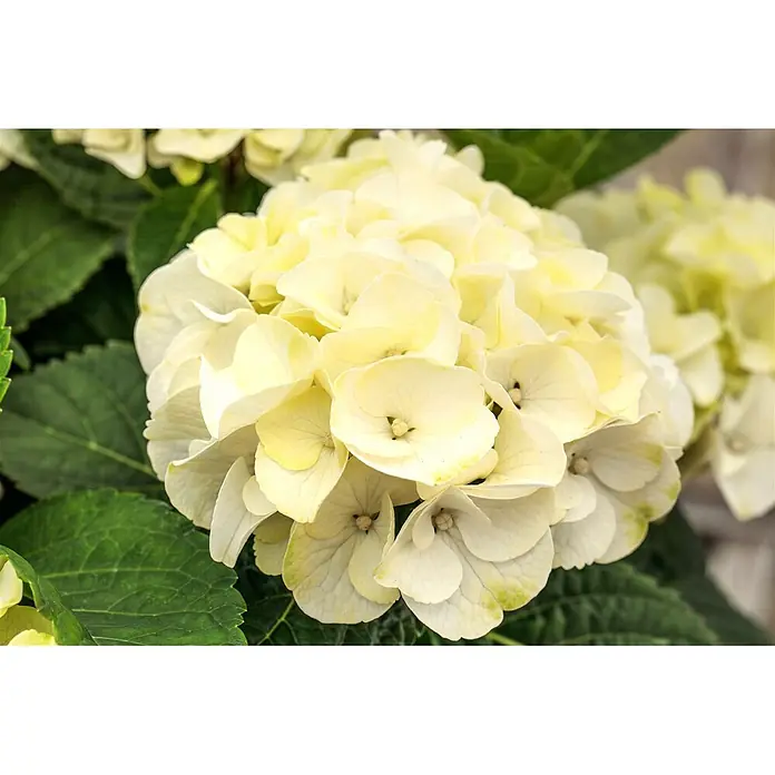 Pflanzen für dich Bauernhortensie 30-40 cm - Hydrangea macrophylla 'Caipirinha', Grün - Hellgelber Hortensienblütenstand.