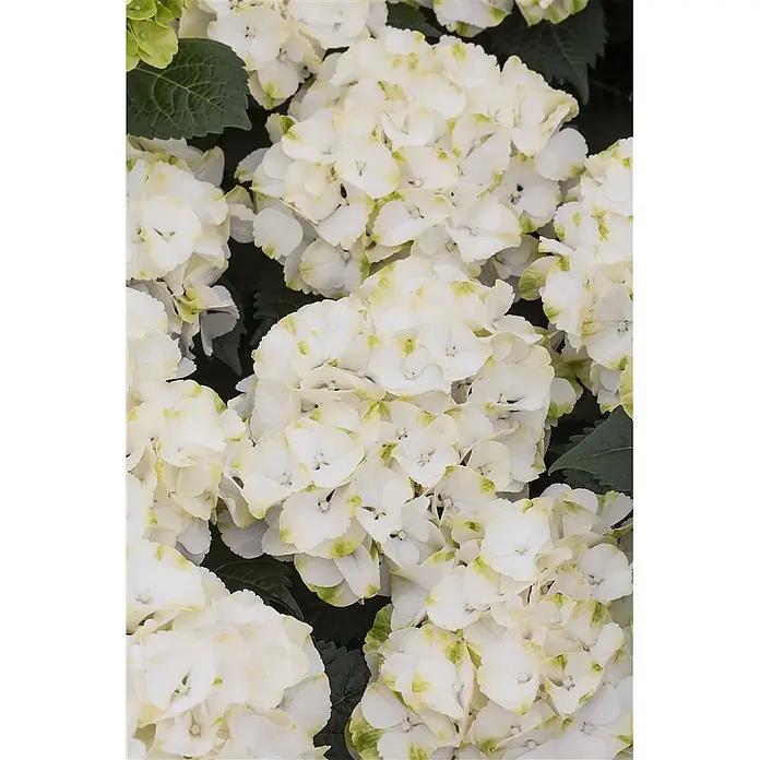Pflanzen für dich Bauernhortensie 30-40 cm - Hydrangea macrophylla 'Caipirinha', Grün - Nahaufnahme von weißen Hortensienblüten mit grünen Rändern, die einen dichten Blütenstand bilden.