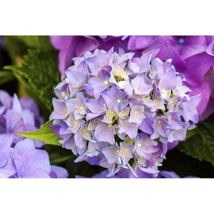 Pflanzen für dich Bauernhortensie 30-40 cm - Hydrangea macrophylla 'Hobergine', Violett - Üppige Blütenpracht aus lila und blauen Hortensien.