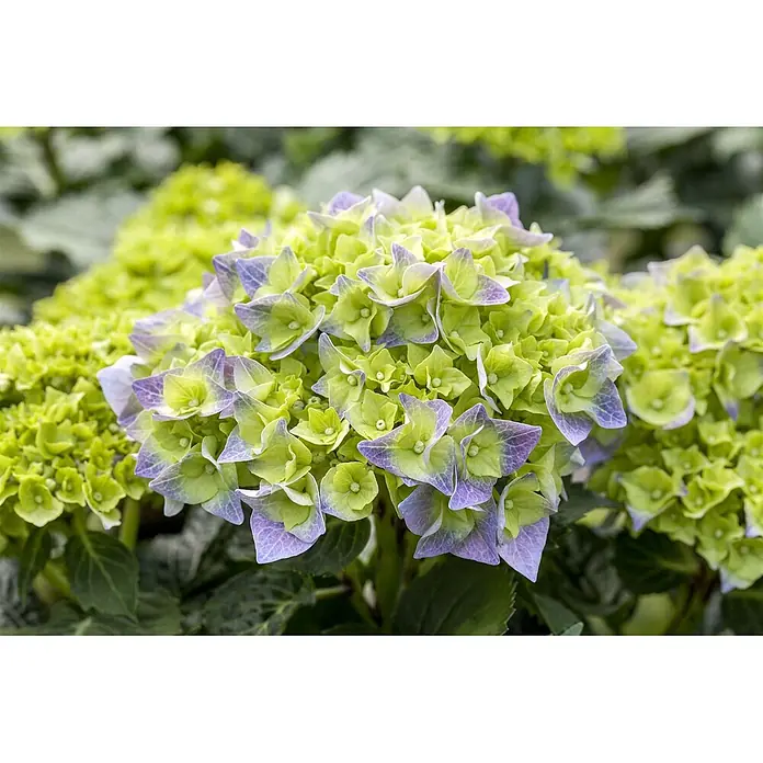 Pflanzen für dich Bauernhortensie 40-60 cm - Hydrangea macrophylla 'Bela', Blau - Grüne und lila Hortensienblüten.