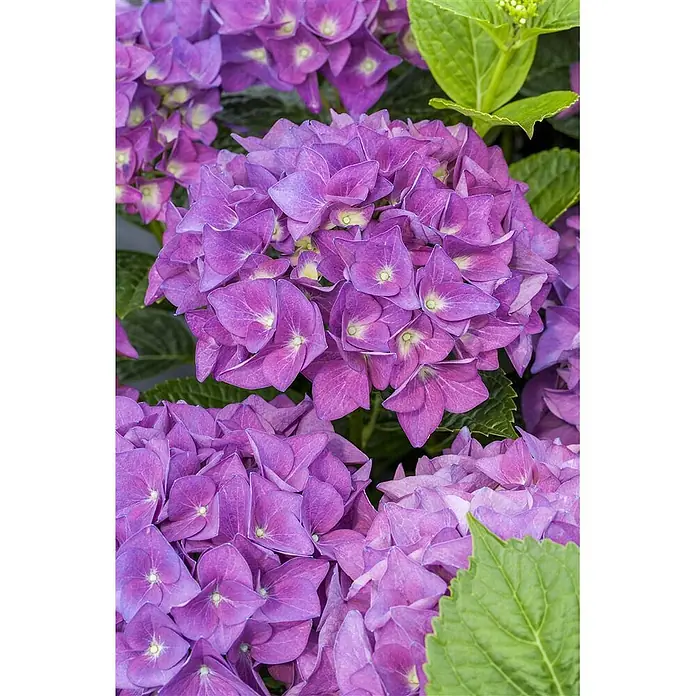 Pflanzen für dich Bauernhortensie 30-40 cm - Hydrangea macrophylla 'Hobergine', Violett - Üppige Büschel leuchtend lila Hortensienblüten mit detaillierten Blütenblättern und hell gelb-grünen Zentren.